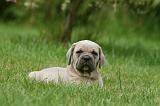 CANE CORSO 1073
